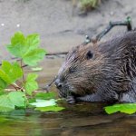 Castoro che mangia foglie di Sicomoro - Foto Beaver Trust